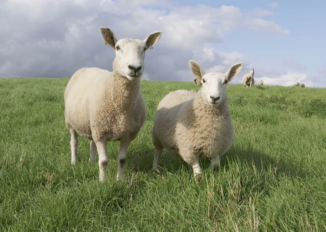 Sheep at Hazel Tree Lodge Derbyshire