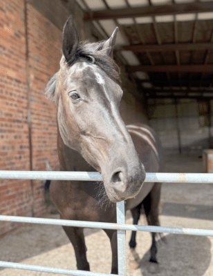 Mylie a gentle giant horse on the farm at Hazel Tree Lodge holidays
