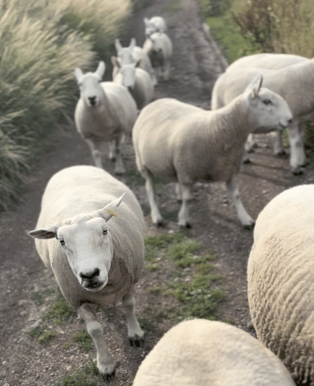 Starlight old ewe at our Holiday home in Derbyshire