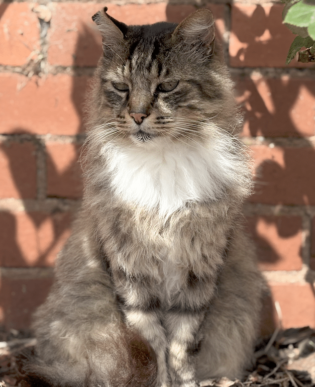 Thomas a farm cat who likes to ride tractors