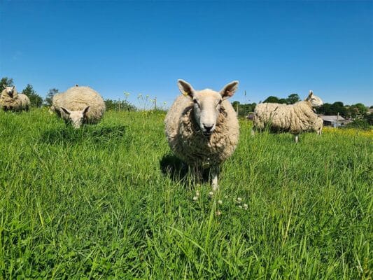 Hazel Tree Lodge Sheep Derbyshire Holiday Retreat