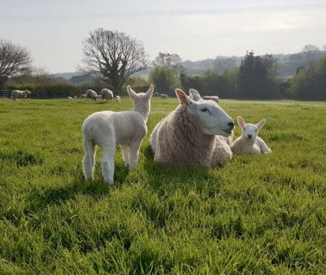 Lambs enjoying spring time at Hazel Tree Lodge