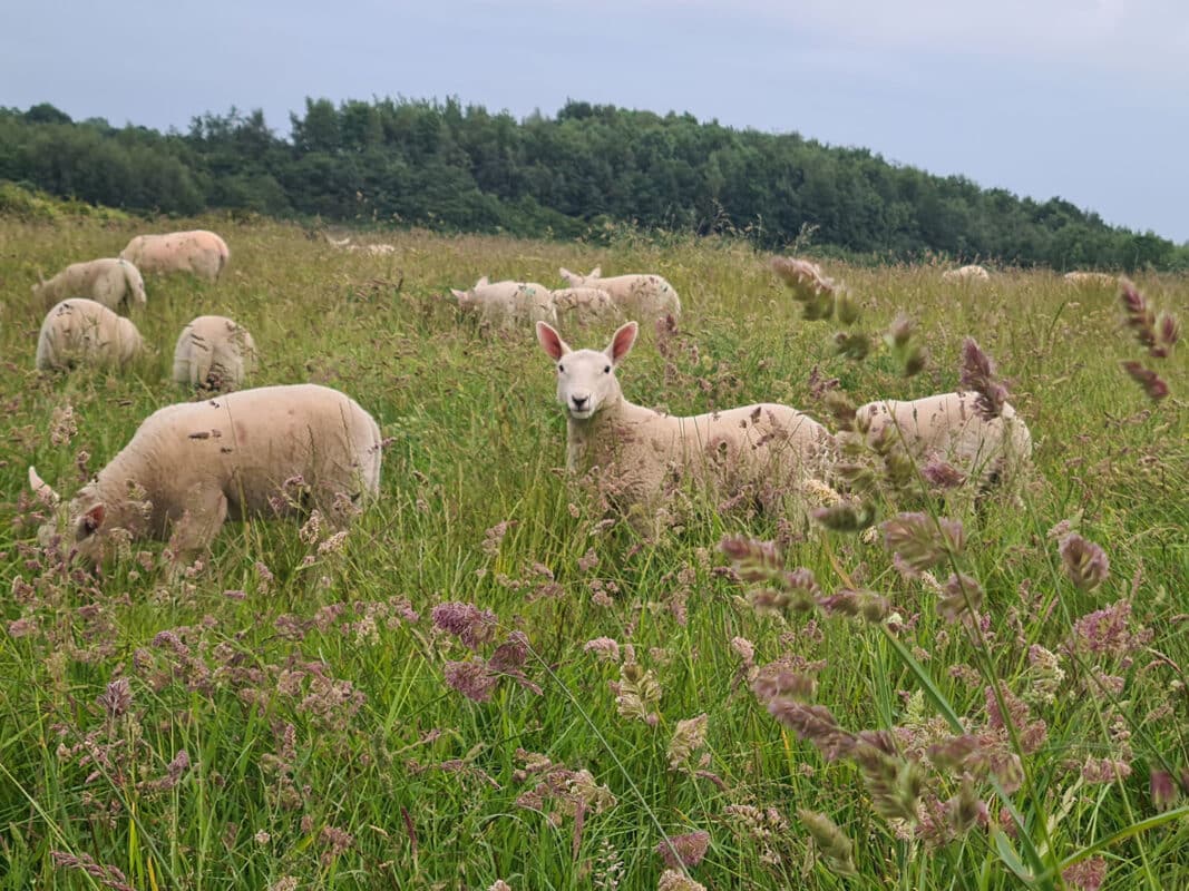 Lambs at Hazel Tree