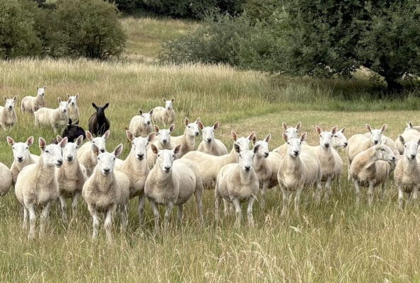 Flock of sheep grazing land at Hazel Tree Lodge holiday home in Derbyshire