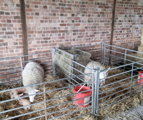 Sheep getting ready to lamb