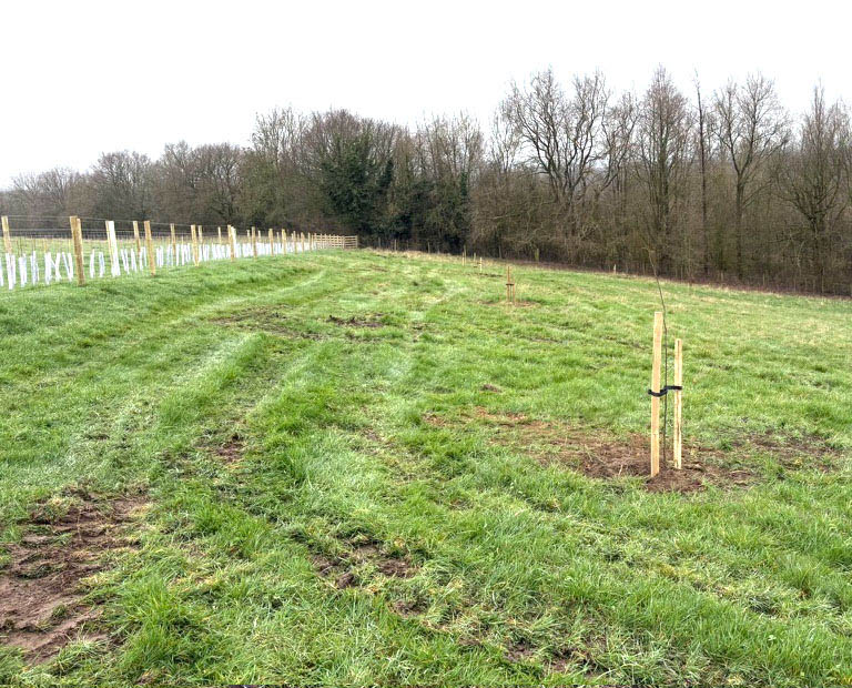 Tree planting project in Derbyshire