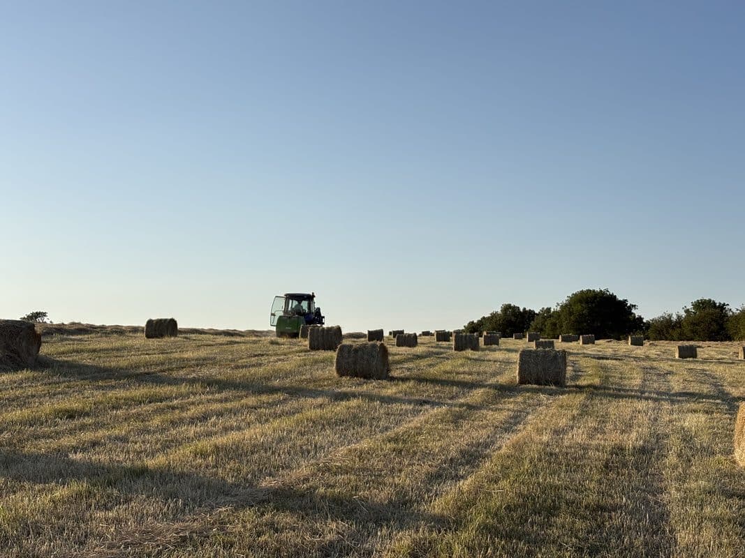 Bales of round hay wrapped and ready to be collected.
