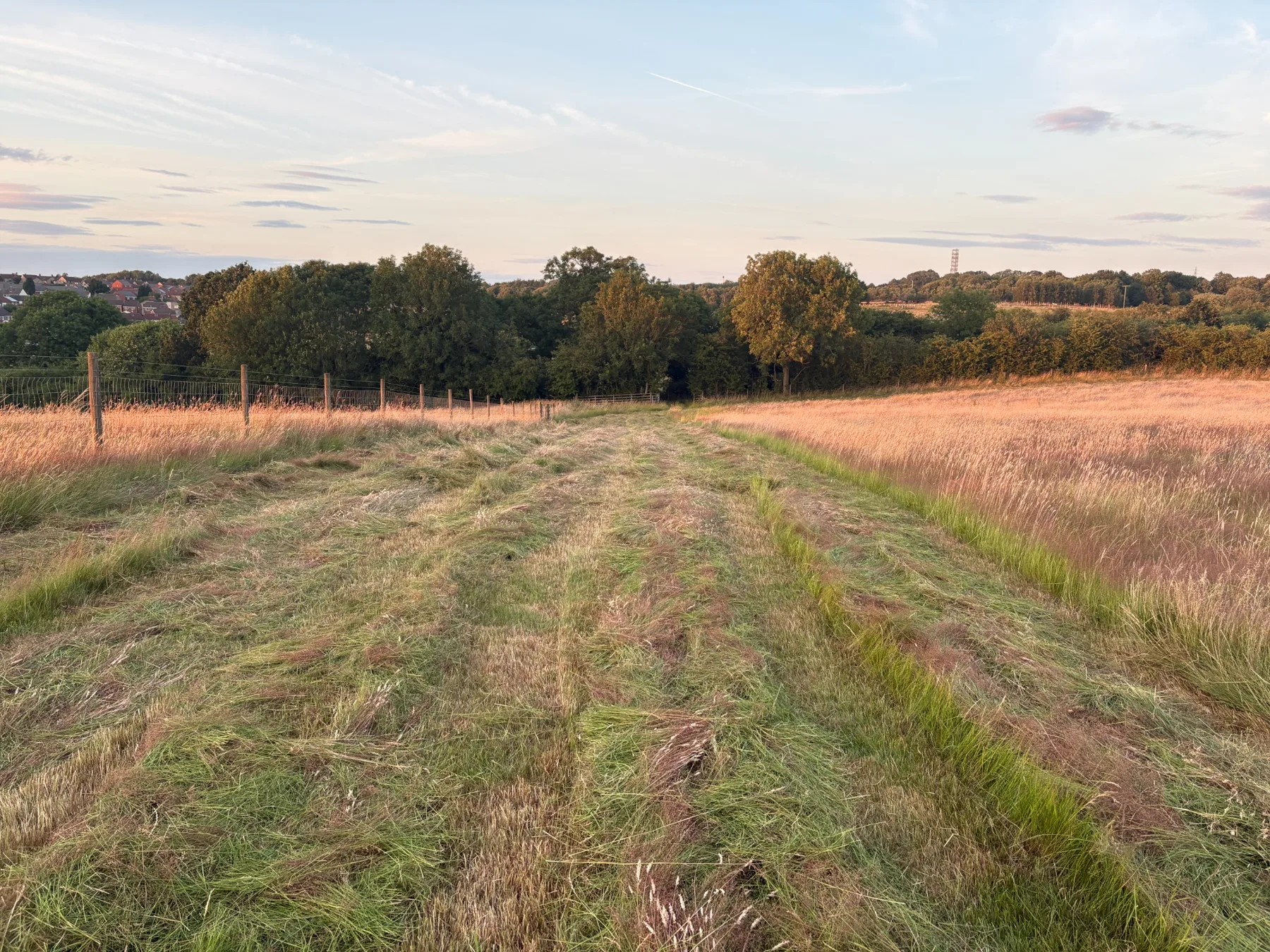 Freshly cut grass beside standing grass in the evening light on the smallholding